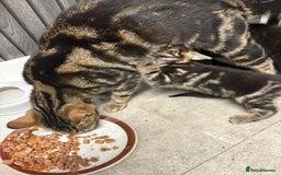 Mixed Breed cats for sale: Kittens for sale  - Image 6
