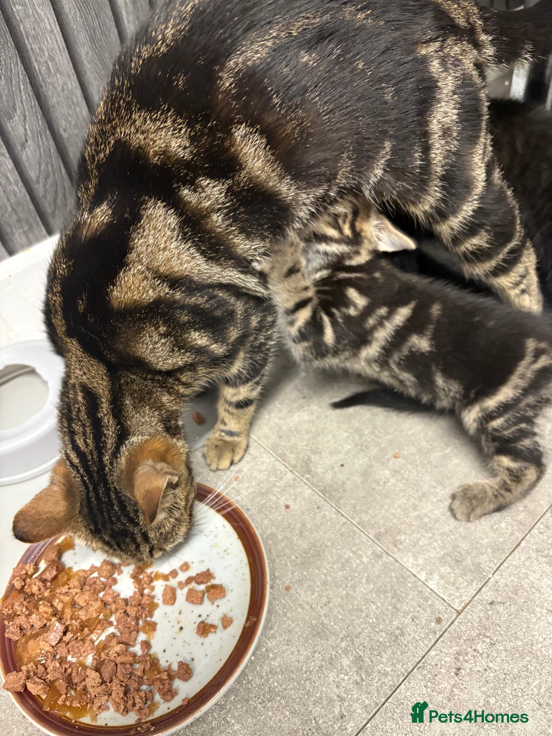Mixed Breed cats for sale: Kittens for sale  - Image 6