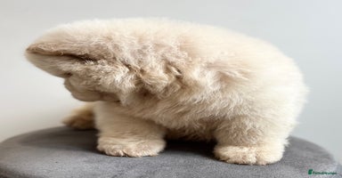 Chow Chow dogs - Advert 2