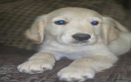 Golden Retriever dogs for sale: Ready to leave now 💕 fully vaccinated 🥰 - Image 17