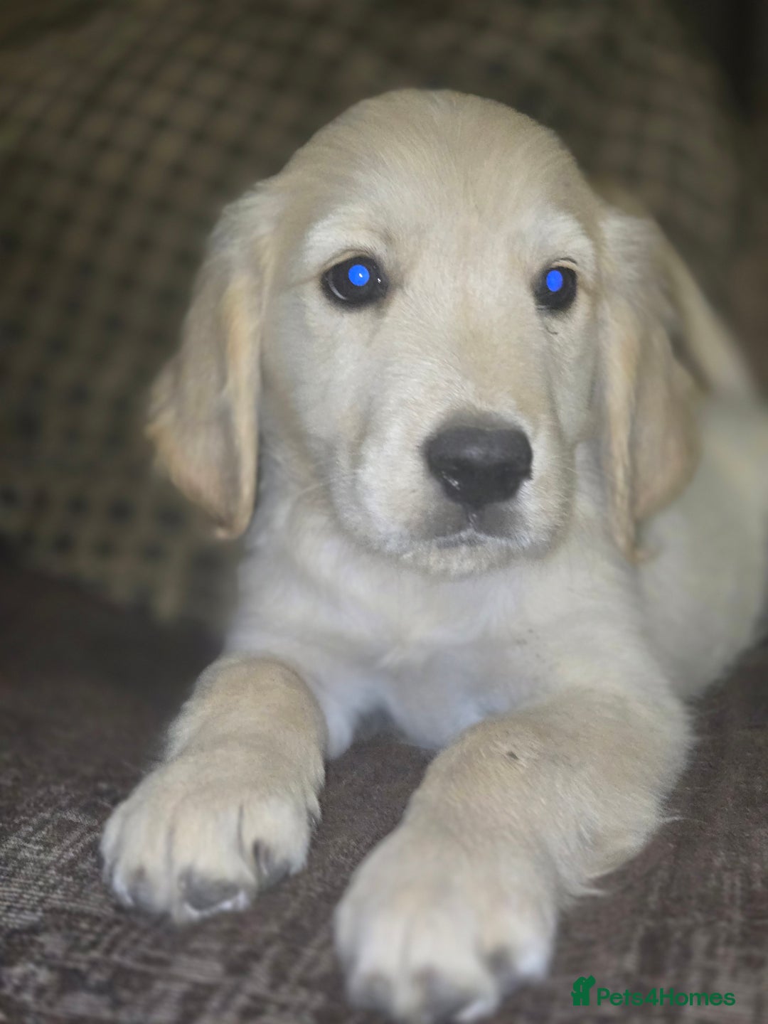 Golden Retriever dogs for sale: Ready to leave now 💕 fully vaccinated 🥰 - Image 17