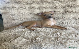 Italian Greyhound dogs for sale: 3/4 Italian greyhound puppies - Image 9