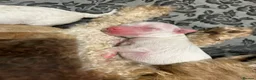 Cavapoo dogs for sale: Beautiful health tested cavapoos  - Advert 12