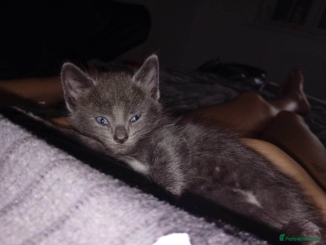 Bombay cats for sale: BSHxRagdoll🐈‍⬛ - Image 7