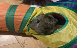 Continental Giant rabbits for sale: Rubeus - Image 6