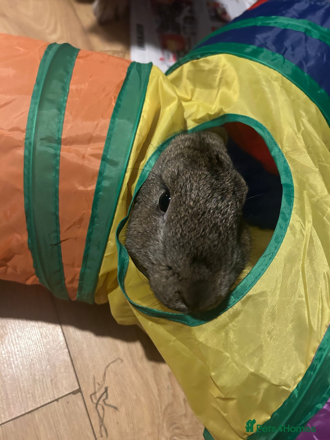 Continental Giant rabbits for sale: Rubeus - Image 6