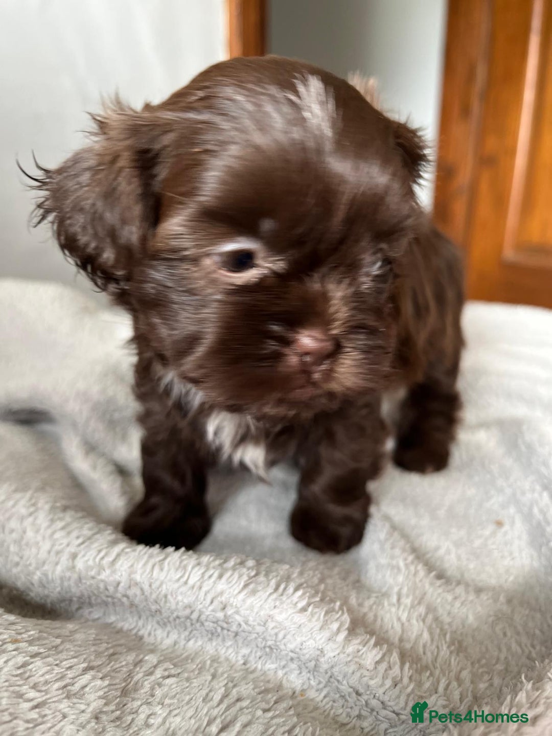 Shihpoo dogs for sale: Shihpoo puppies for sale. - Image 14