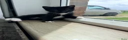 Maine Coon cats for sale: Mainecoon X Bombay X Tabby - Advert 27