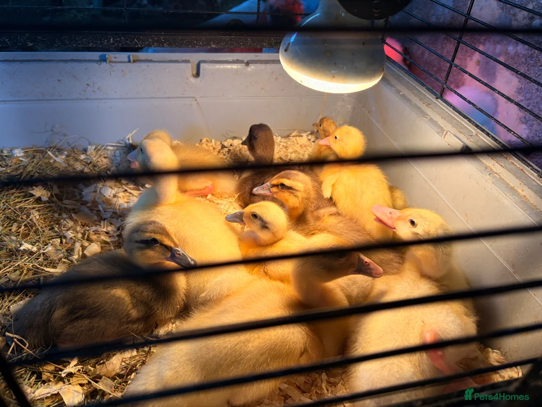 Ducks poultry for sale: Runner Ducklings  - Advert 2