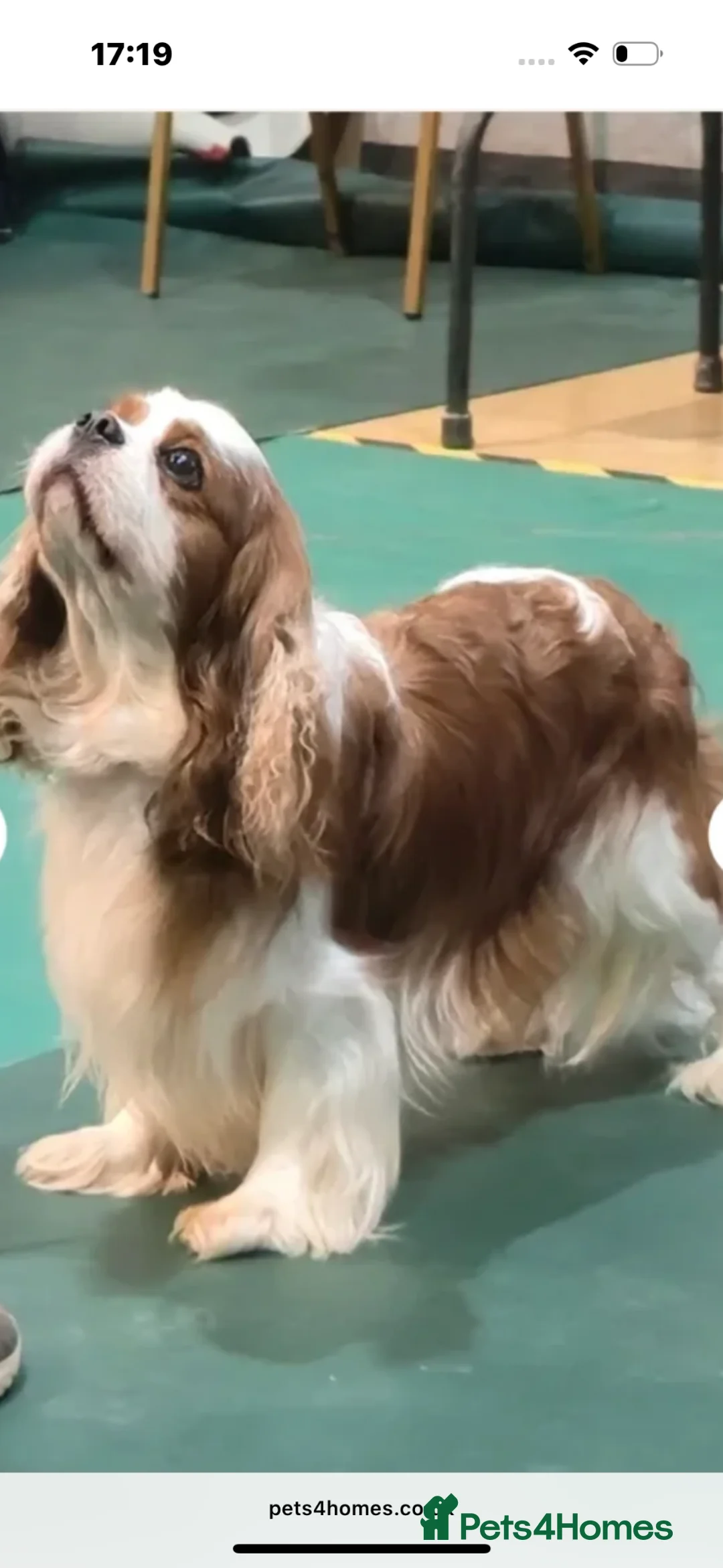 Cavalier King Charles Spaniel dogs for sale: Classic Cavalier King Charles Spaniel puppies - Advert 9