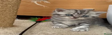 Scottish Fold 4