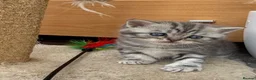 Scottish Fold cats for sale: 😊Tabby Scottish fold  - Advert 24