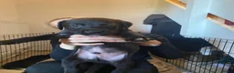 Mixed Breed dogs for sale: Presa Canario Cross Labrador retriever in Preston - Advert 6