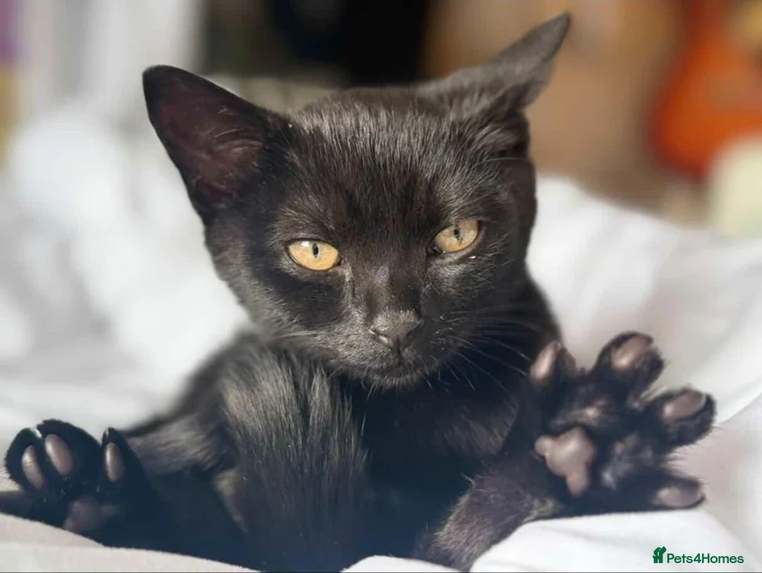 Mixed Breed cats for sale: 8 month old cuddly male kitten needs new home - Advert 2