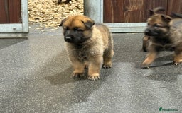 German Shepherd dogs for sale: Part of our family ♥️ - Image 5