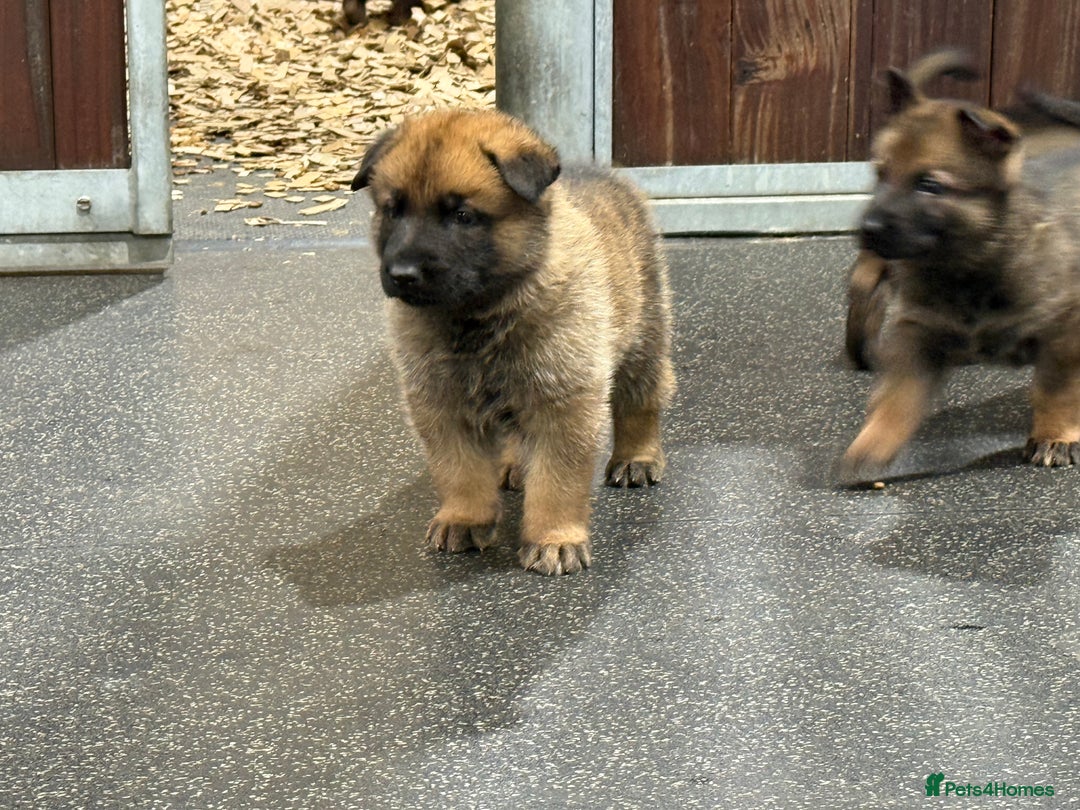 German Shepherd dogs for sale: Part of our family ♥️ - Image 5