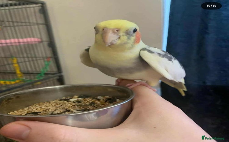 Cockatiels birds - Advert 1