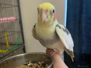 Cockatiels birds - Advert 11