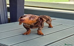 Miniature Dachshund dogs for stud: Choc & Tan Minature Dachshund STUD - Image 17