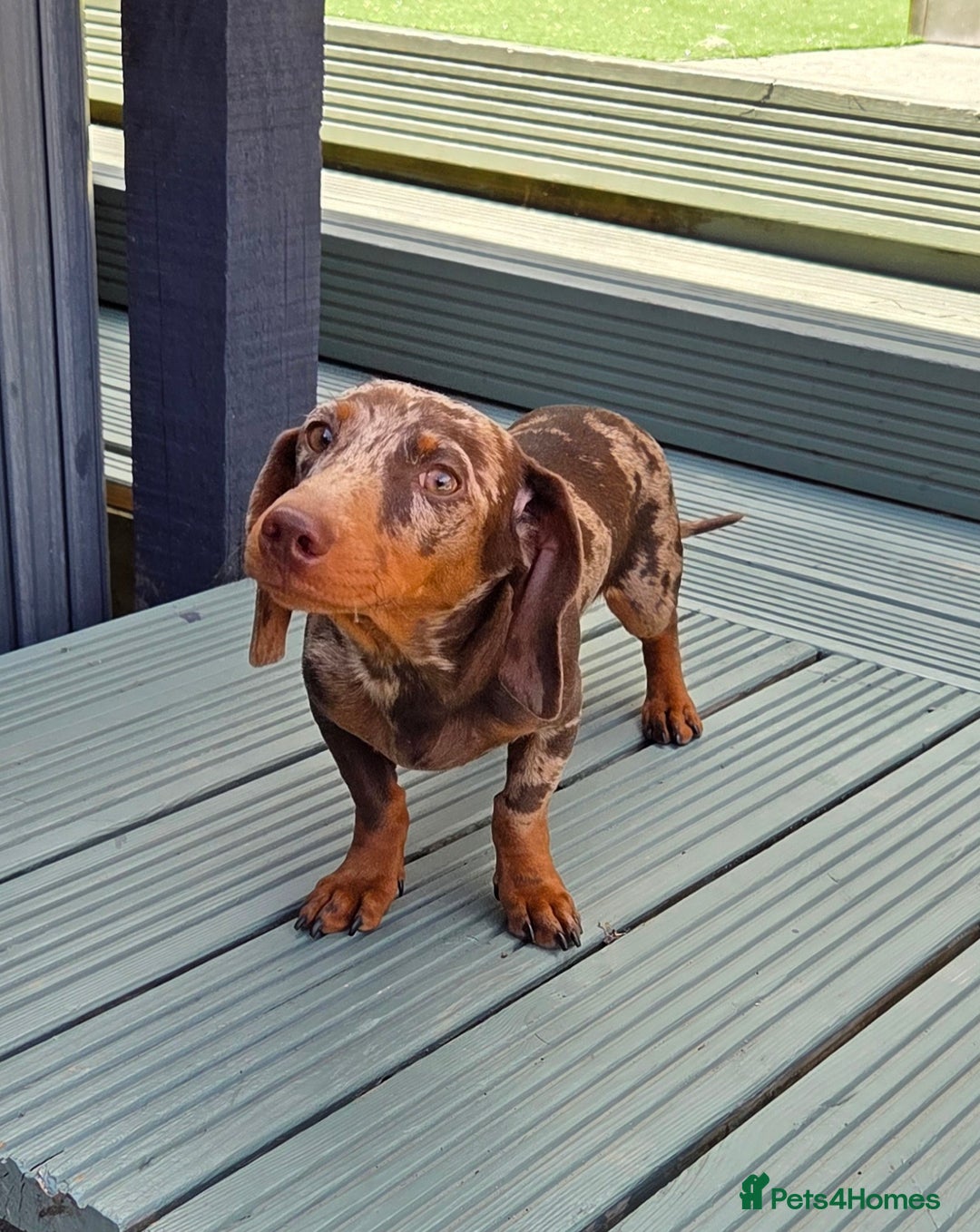 Miniature Dachshund dogs for stud: Choc & Tan Minature Dachshund STUD - Image 17