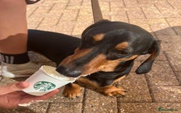 Dachshund dogs for sale: Dachshund for sale  - Image 2