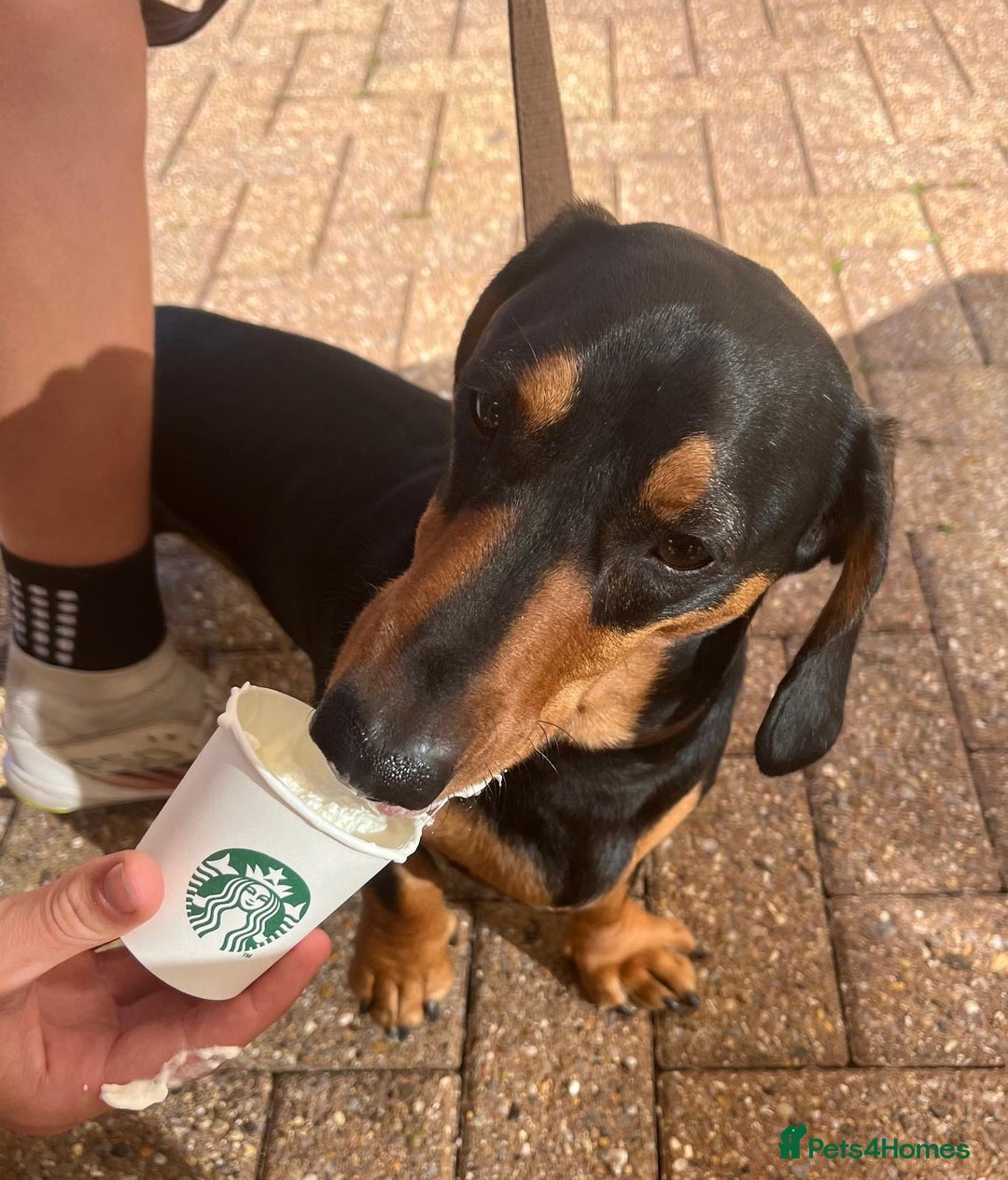Dachshund dogs for sale: Dachshund for sale  - Image 2
