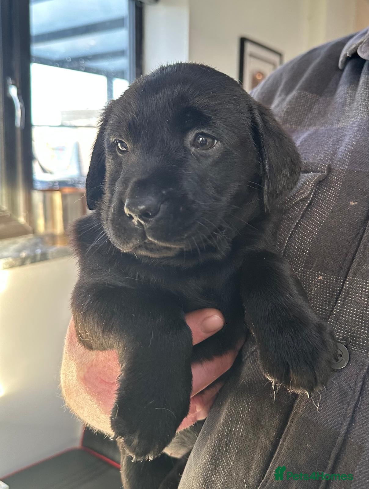 Labrador Retriever dogs 7 week old fantastic labrador pups  - Advert 4