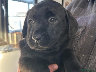 Labrador Retriever dogs 7 week old fantastic labrador pups - Advert 7
