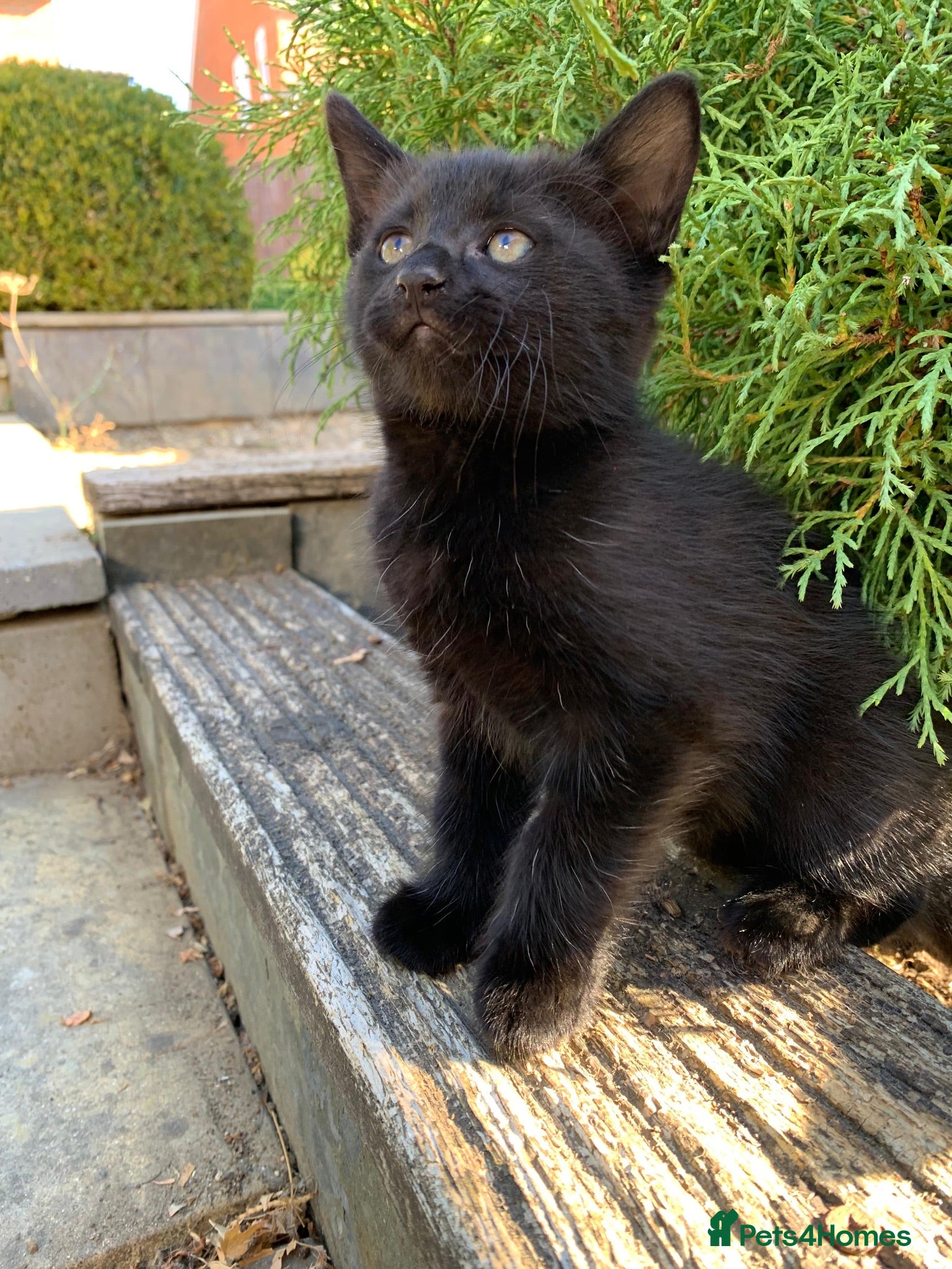 Mixed Breed cats Kittens - Advert 2