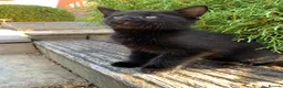 Mixed Breed cats for sale: Kittens - Advert 5