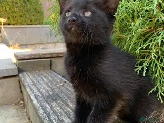Mixed Breed cats Kittens - Advert 2