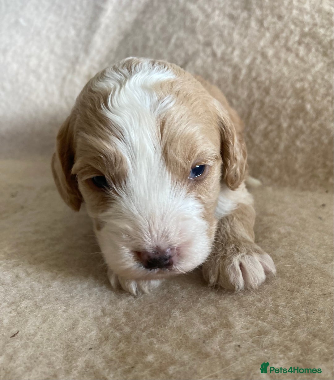 Cockapoo dogs for sale: F1 cockapoos - Advert 7