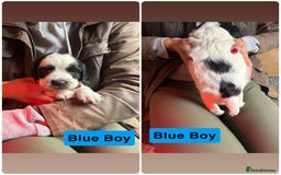 Mixed Breed dogs for sale: Working Sprocker Spaniel - Image 7