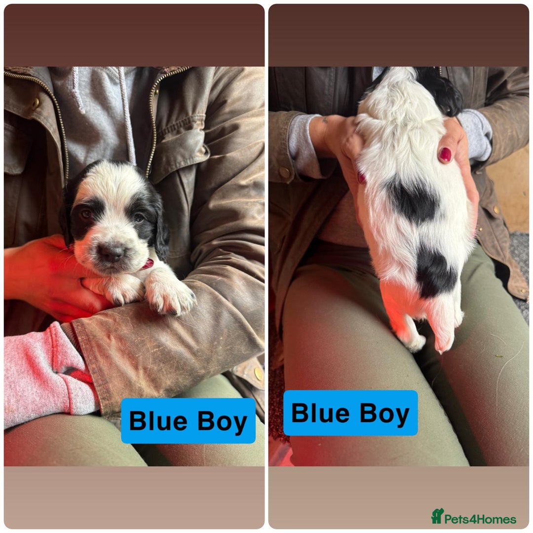 Mixed Breed dogs for sale: Working Sprocker Spaniel - Image 7