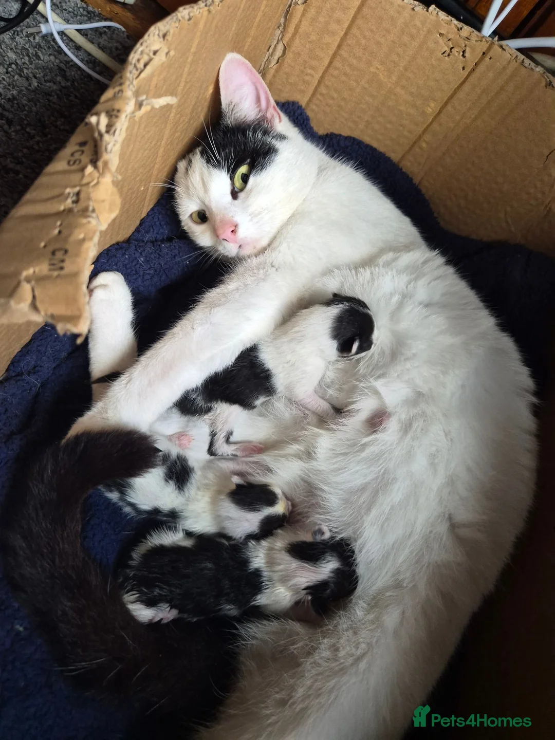 Mixed Breed cats for sale: Cheeky harlequin kittens - Advert 2