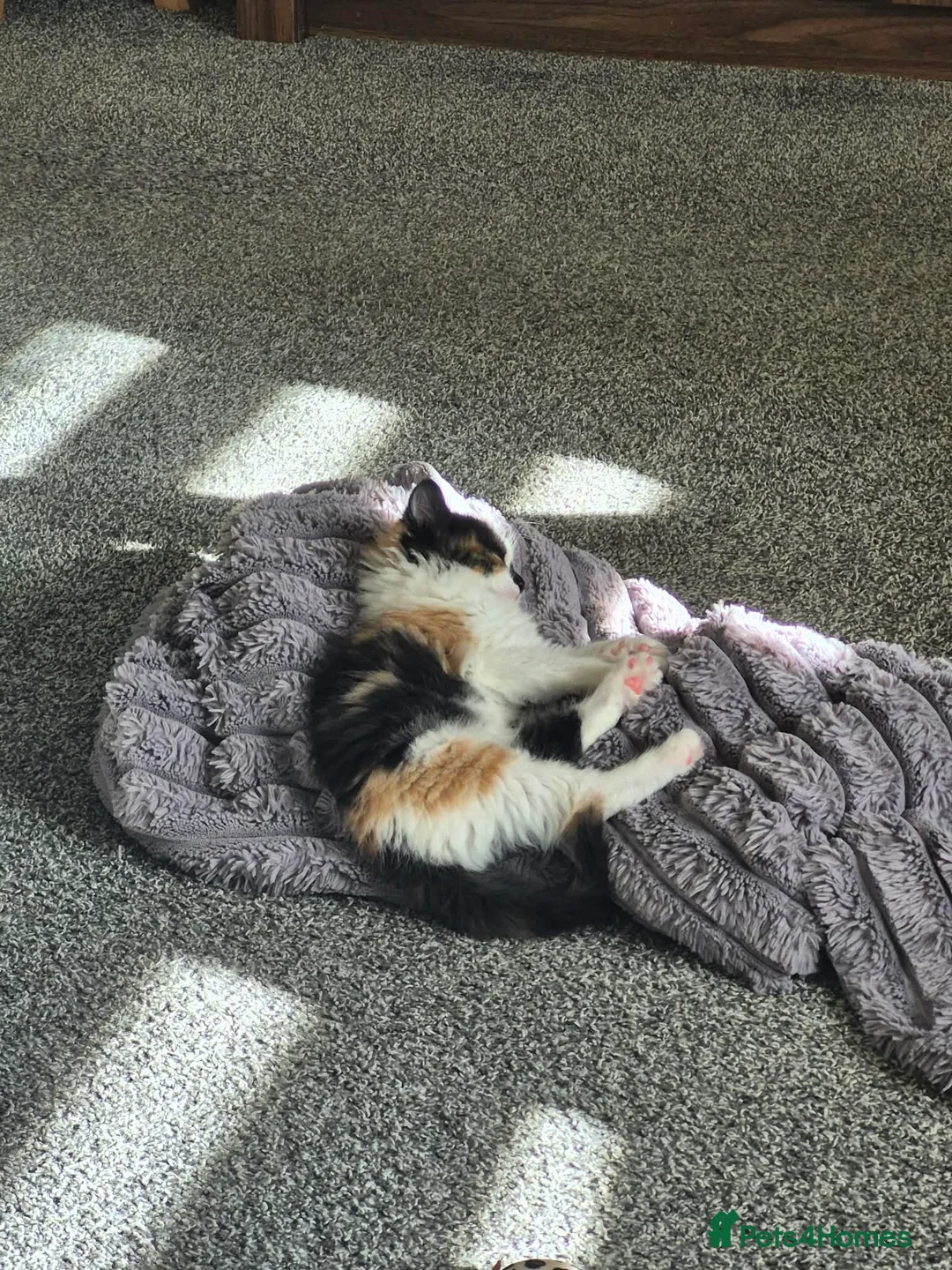 Mixed Breed cats for sale: Female 7 week old kitten  in Brechin - Advert 3