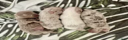 Chihuahua dogs for sale: Tiny lilac merle female chihuahua/ Pomeranian  - Advert 2