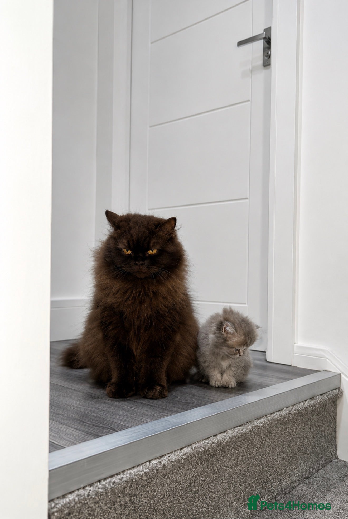 British Longhair cats Luxury British Longhair Kitten | TICA Registered - Advert 1