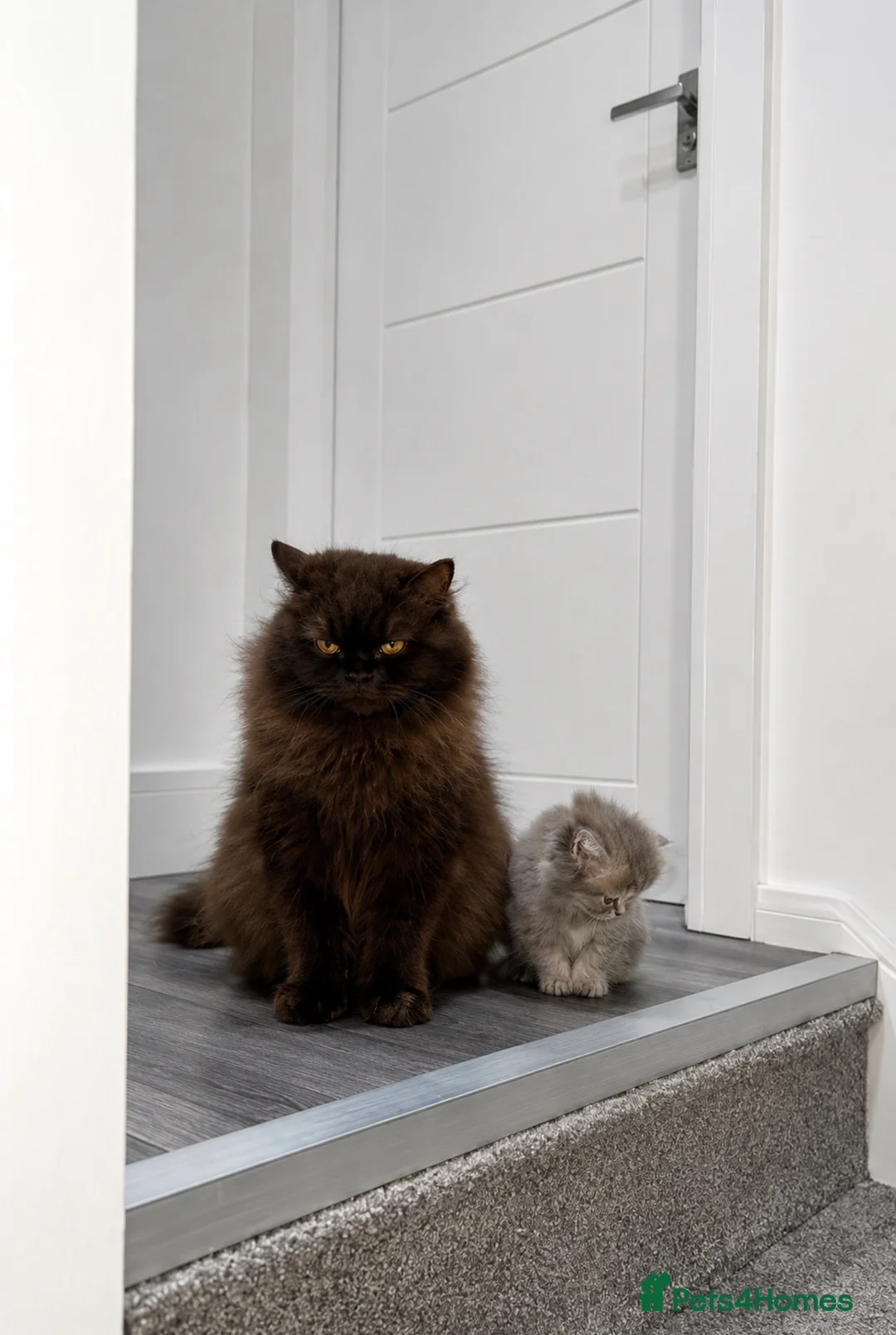 British Longhair cats for sale: Luxury British Longhair Kitten | TICA Registered - Advert 1