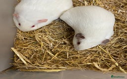Guinea Pig rodents for sale: 2 Baby Female Guinea Pigs  - Image 5
