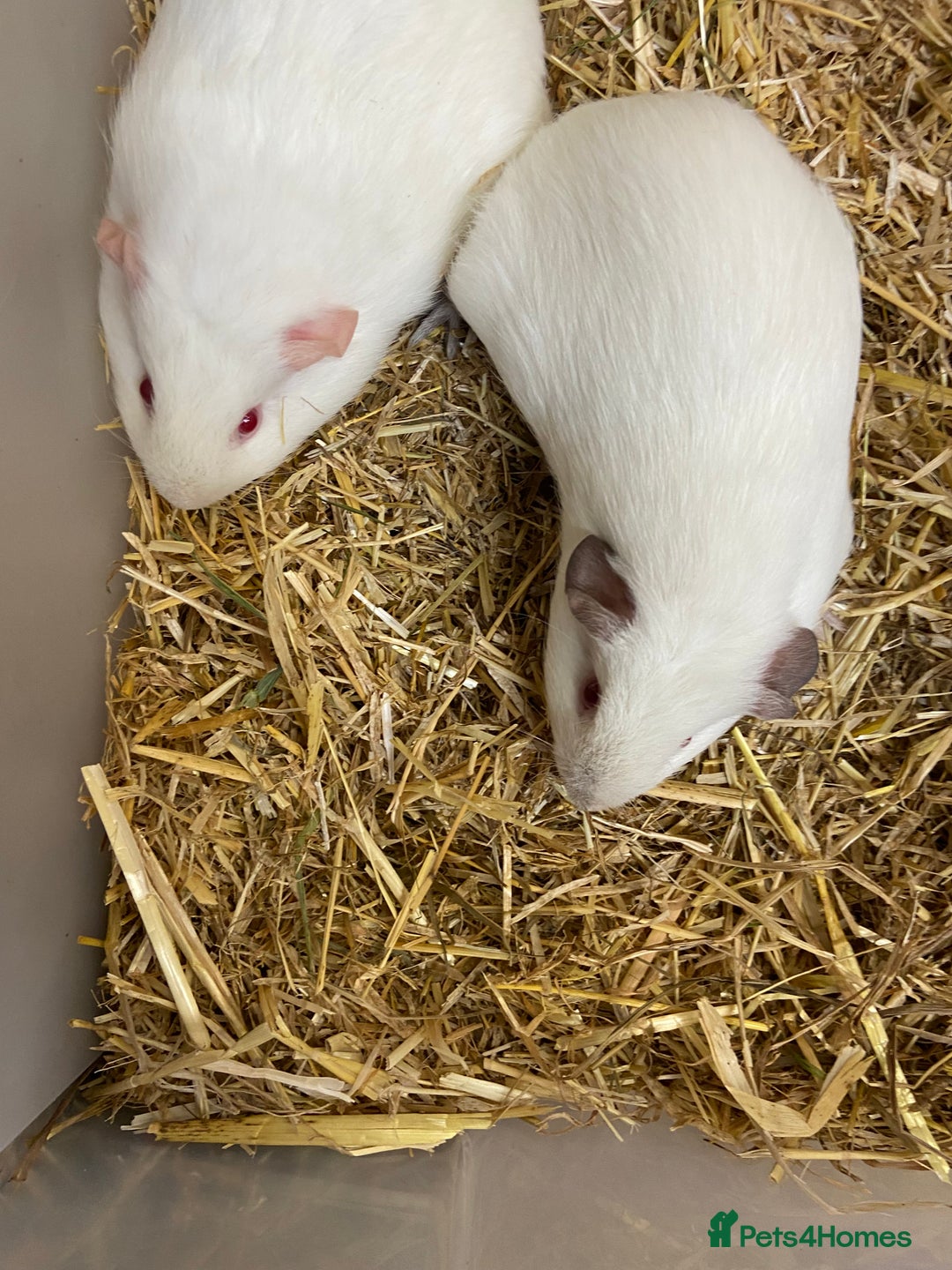 Guinea Pig rodents for sale: 2 Baby Female Guinea Pigs  - Image 5