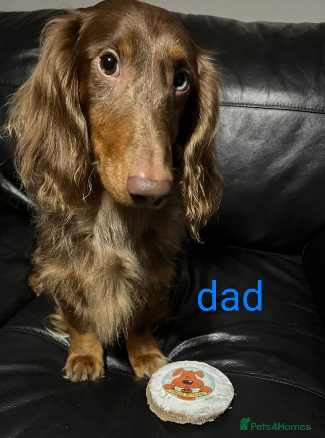 Dachshund dogs for sale: Gorgeous dachshund puppies  - Image 12