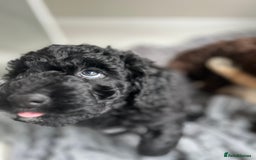 Mixed Breed dogs for sale: Beautiful standard size labradoodle x bernedoodle - Image 4