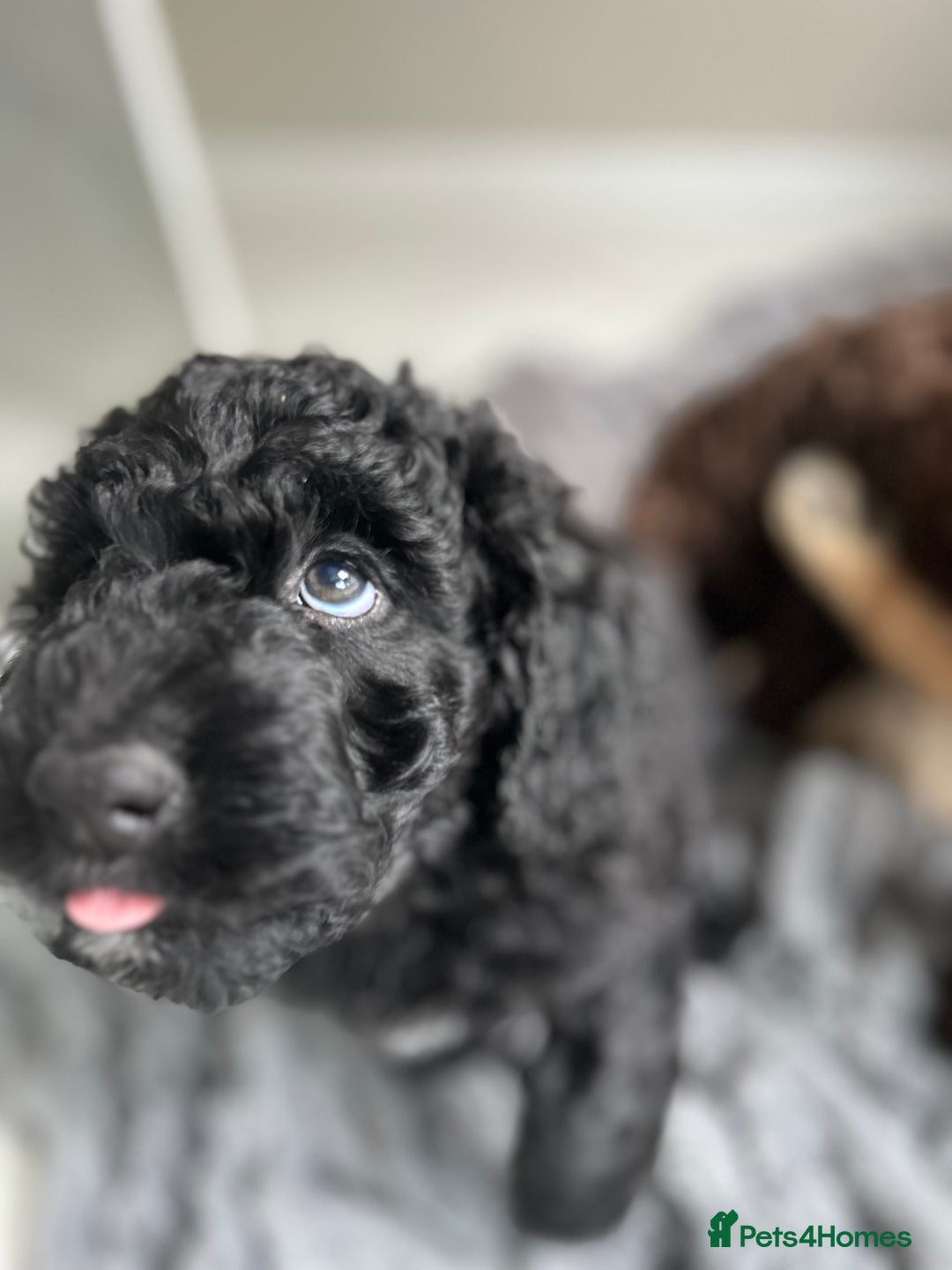 Mixed Breed dogs for sale: Beautiful standard size labradoodle x bernedoodle - Image 4