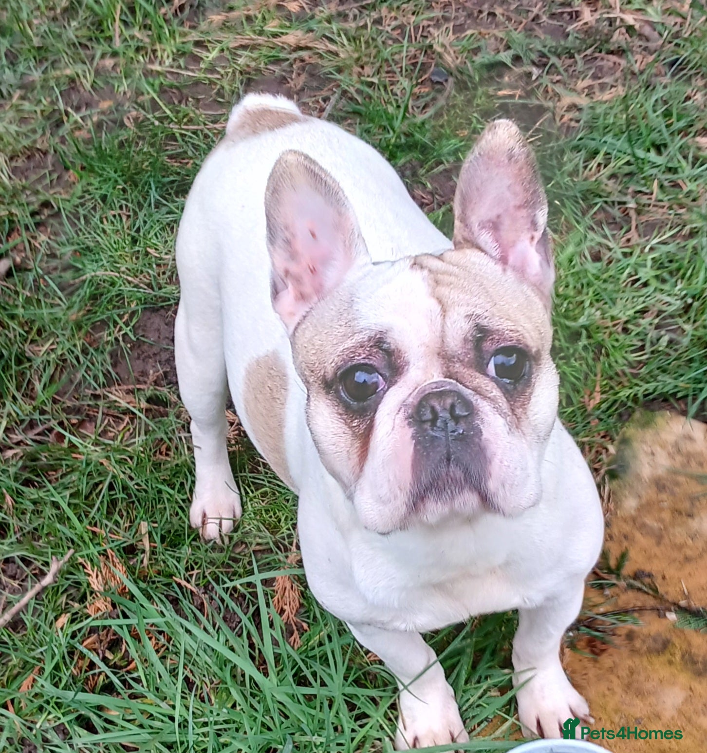 French Bulldog dogs Dotty, stunning french bulldog  - Advert 12