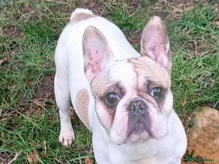 French Bulldog dogs Dotty, stunning french bulldog - Advert 12