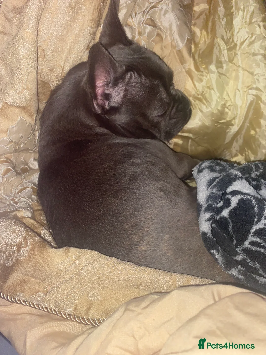 French Bulldog dogs for sale: French bulldog - Advert 3