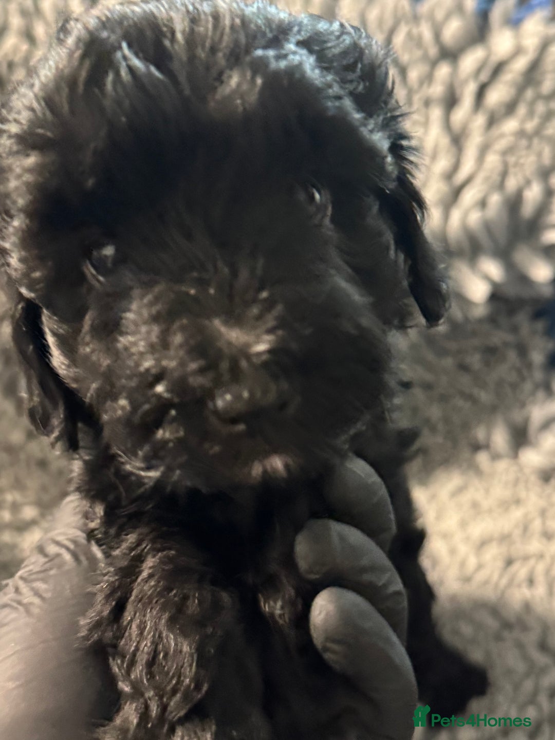 Cockapoo dogs for sale: Gorgeous F1B Cockapoo Puppies hypoallergenic  - Advert 13