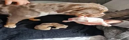 Olde English Bulldogge dogs for sale: Olde English bulldog puppies  - Advert 26