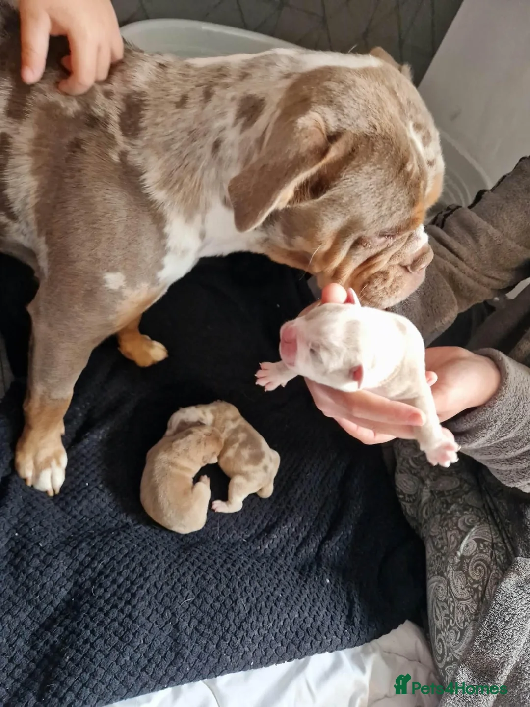 Olde English Bulldogge dogs for sale: Olde English bulldog puppies  - Advert 26